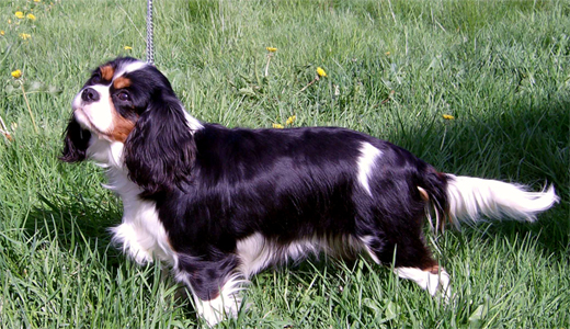 Tibama - breeder of Cavaliers and King Charles Spaniels